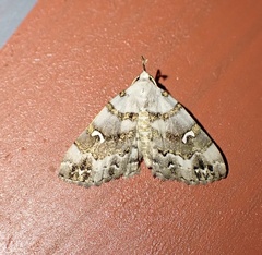 Sinarella discisigna