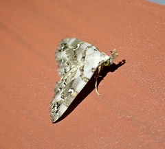 Sinarella discisigna