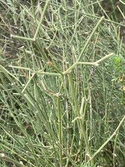 Ephedra foeminea