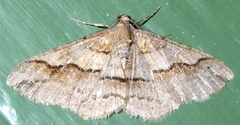 Rikiosatoa mavi