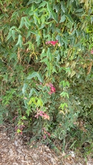 Dolichandra cynanchoides