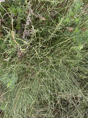 Ephedra foeminea