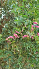 Dolichandra cynanchoides