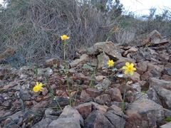 Narcissus assoanus