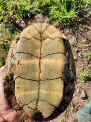Mauremys leprosa leprosa