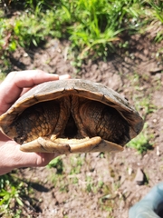 Mauremys leprosa leprosa