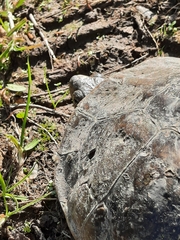 Mauremys leprosa leprosa