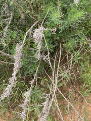 Artemisia monosperma