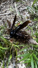 Elaphroptera