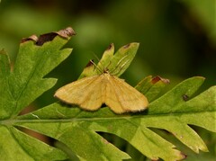 Idaea flaveolaria