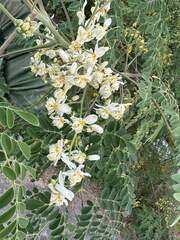 Moringa oleifera
