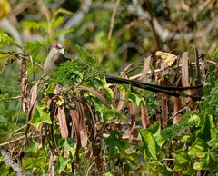 Phaenicophaeus tristis