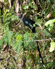 Phaenicophaeus tristis