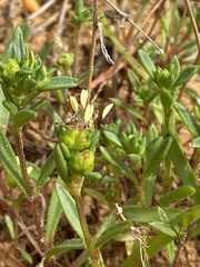 Plantago sarcophylla