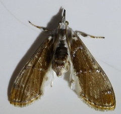 Cirrhochrista fuscusa