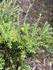Acrothamnus montanus