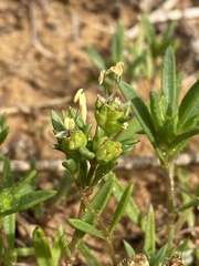 Plantago sarcophylla