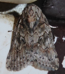 Characoma metalophota
