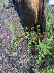 Acrothamnus montanus