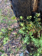 Acrothamnus montanus