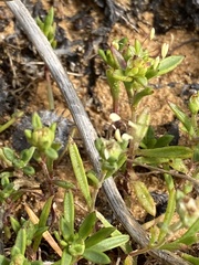Plantago sarcophylla