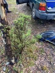 Acrothamnus montanus