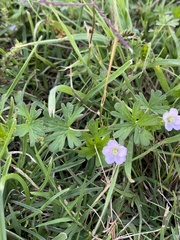 Geranium retrorsum