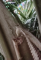 Pycnonotus