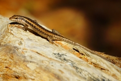 Trachylepis spilogaster