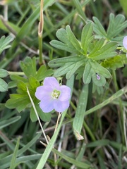 Geranium retrorsum
