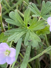 Geranium retrorsum