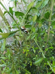 Papilio aegeus aegeus