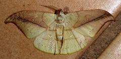 Tridrepana argentistriga