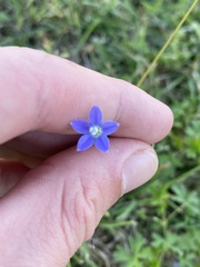 Wahlenbergia multicaulis