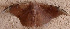 Oreta carnea
