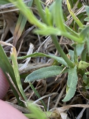 Wahlenbergia multicaulis