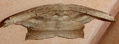Phalacra