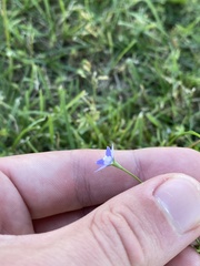 Wahlenbergia multicaulis