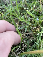 Wahlenbergia multicaulis