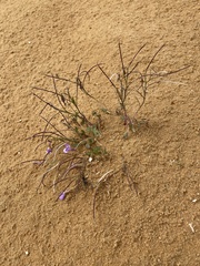 Maresia pulchella