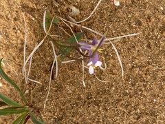 Maresia pulchella
