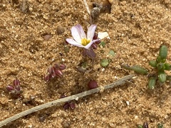 Maresia pulchella