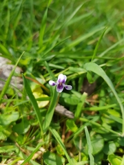 Viola banksii
