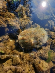 Mauremys leprosa leprosa