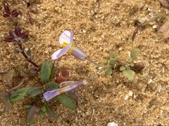 Maresia pulchella