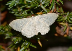 Idaea litigiosaria