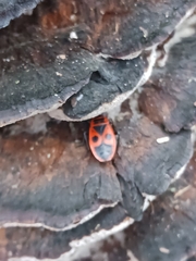 Pyrrhocoris apterus