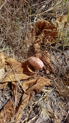 Haemanthus
