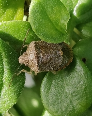 Dryadocoris apicalis