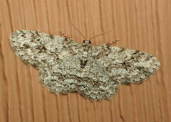 Ectropis crepuscularia